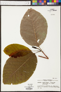 Magnolia acuminata image