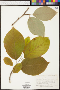 Magnolia acuminata image