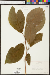 Magnolia acuminata image