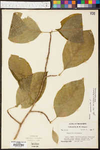 Magnolia acuminata image