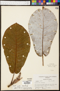 Magnolia ashei image