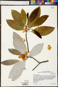 Magnolia virginiana image