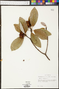 Magnolia virginiana image