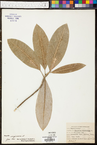 Magnolia virginiana image