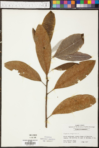 Magnolia virginiana image