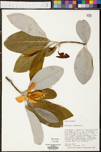 Magnolia virginiana image