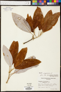 Magnolia virginiana image