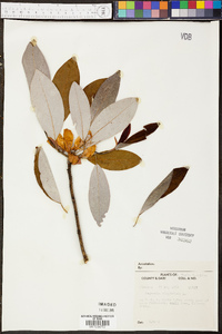 Magnolia virginiana image