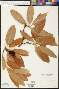 Magnolia virginiana image