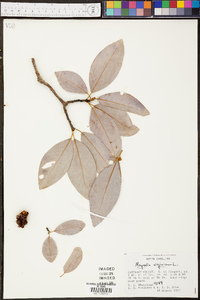 Magnolia virginiana image