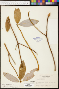 Magnolia virginiana image