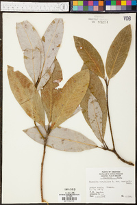 Magnolia virginiana var. australis image