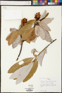 Magnolia virginiana image