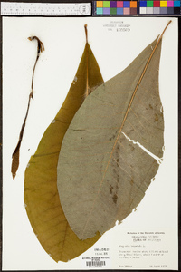 Magnolia tripetala image