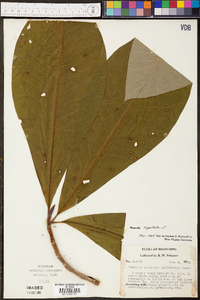 Magnolia tripetala image