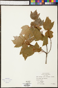 Acer rubrum var. trilobum image