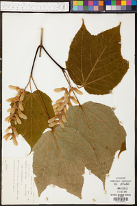 Acer pensylvanicum image