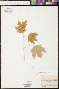 Acer nigrum image