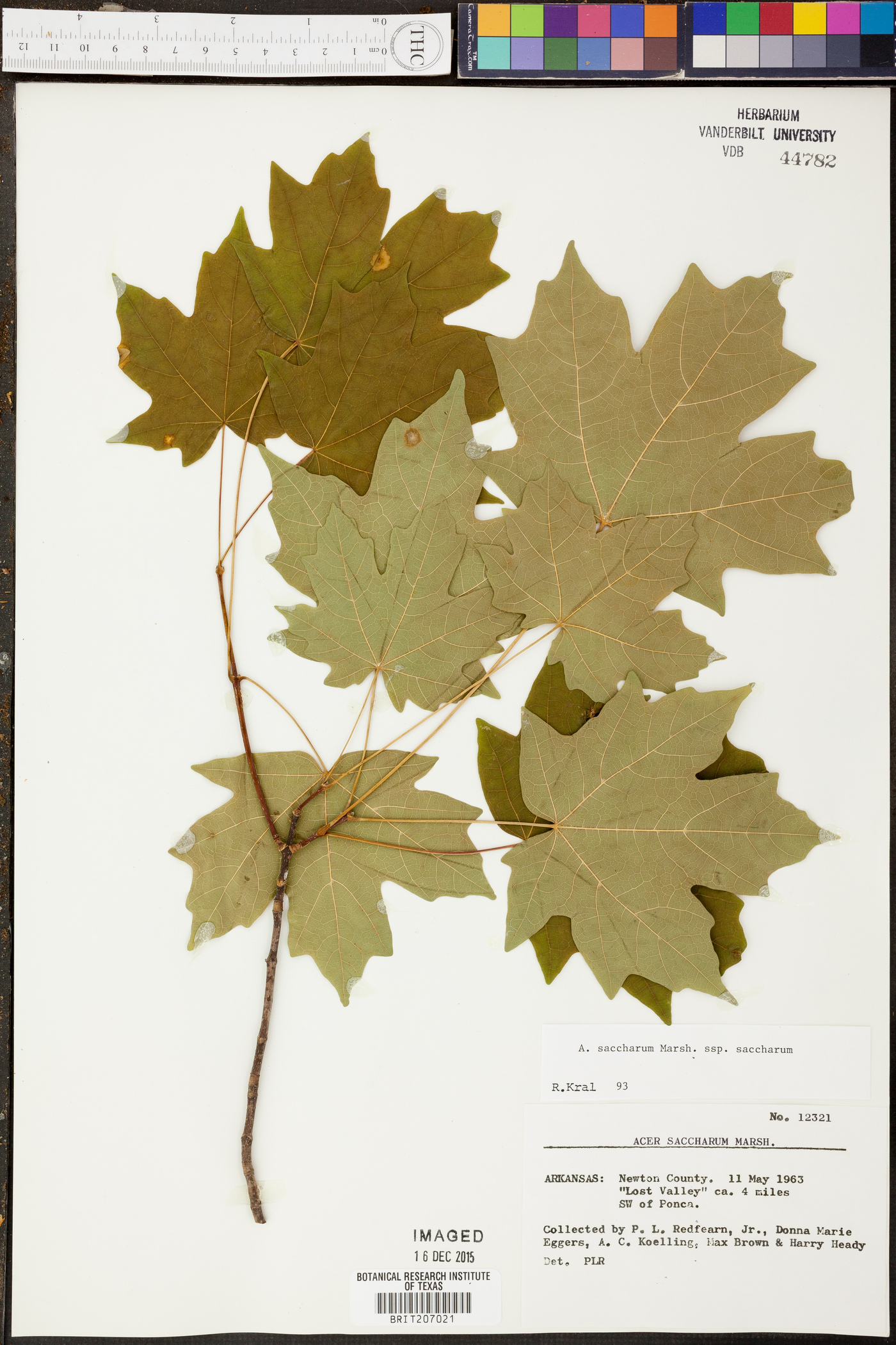 Acer saccharum subsp. saccharum image