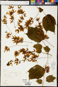 Acer spicatum image