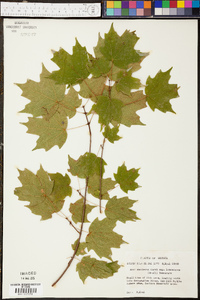 Acer saccharum subsp. leucoderme image