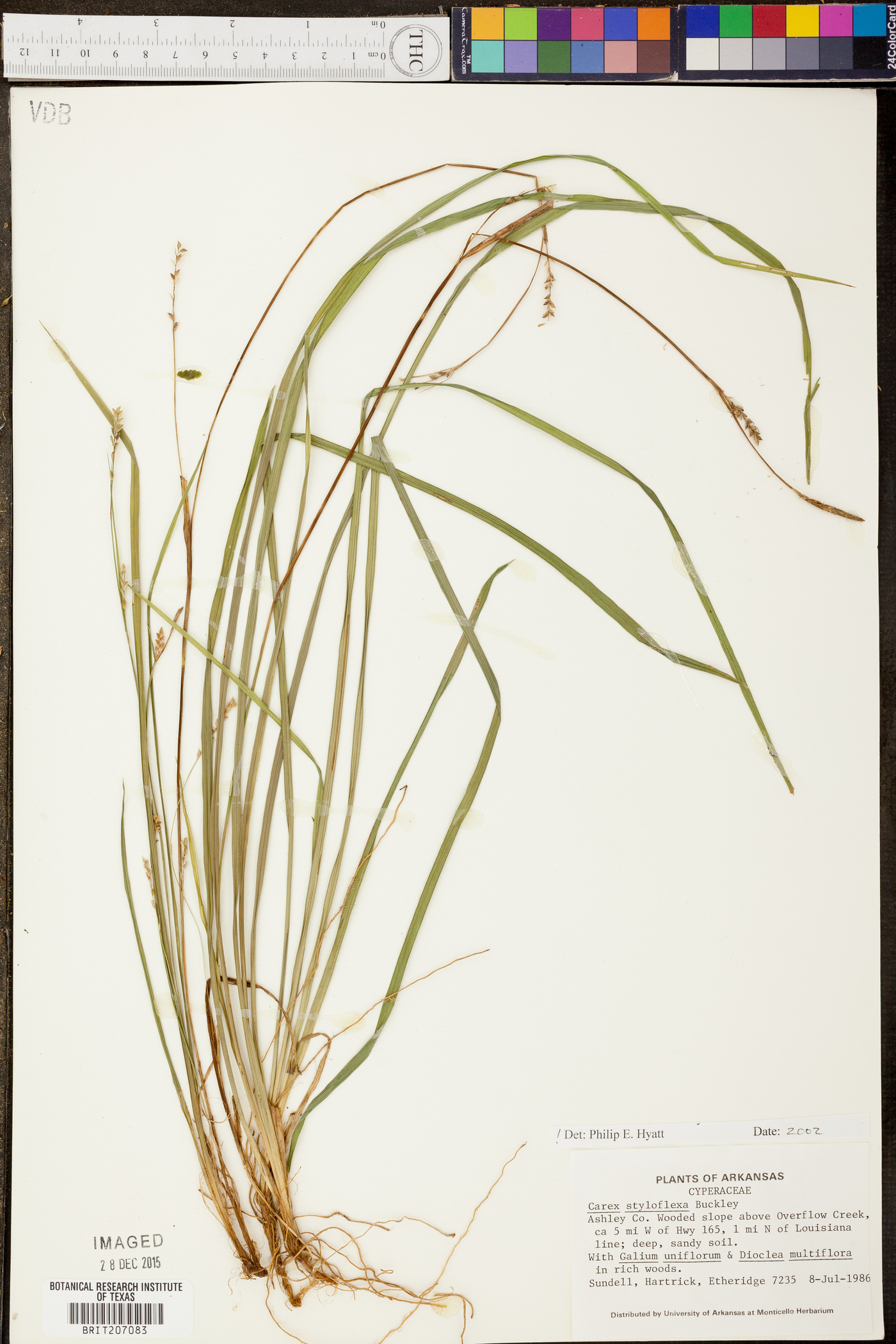 Carex styloflexa image