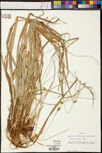 Carex styloflexa image