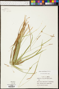 Carex styloflexa image