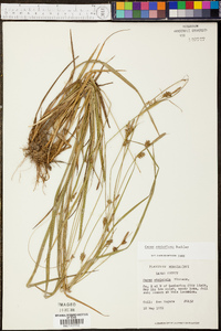 Carex styloflexa image