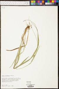 Carex styloflexa image