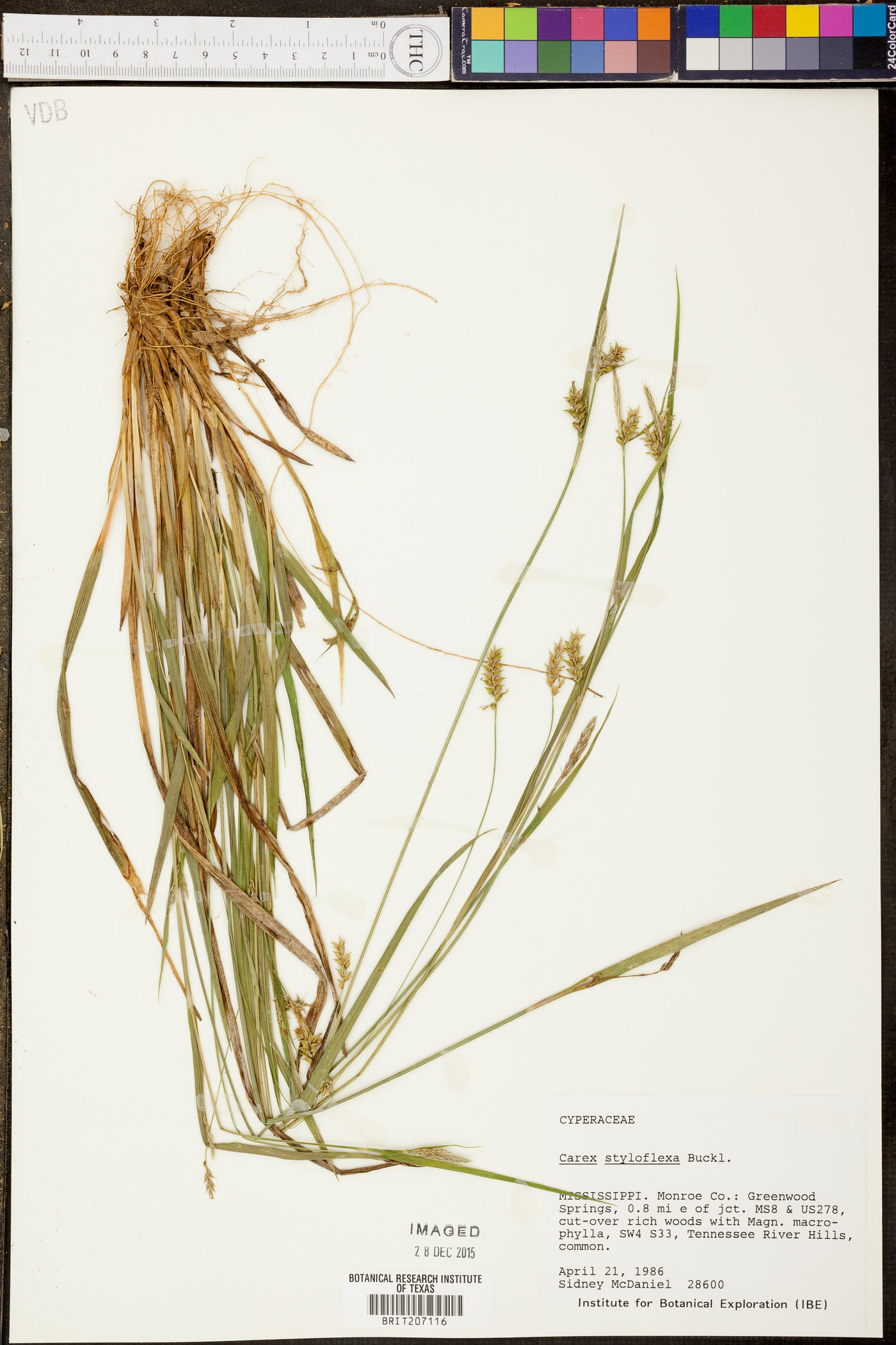 Carex styloflexa image