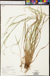 Carex styloflexa image