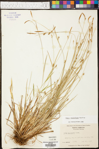 Carex styloflexa image