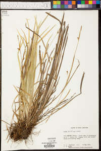 Carex styloflexa image