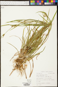 Carex styloflexa image