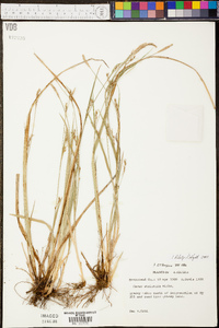 Carex striatula image