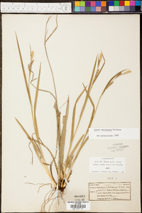 Carex striatula image