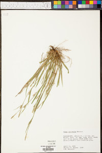 Carex striatula image