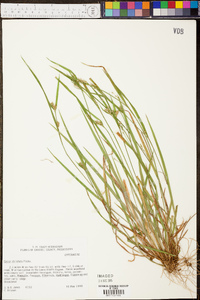 Carex striatula image