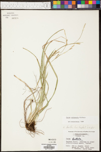 Carex striatula image