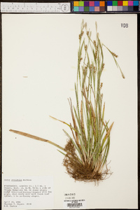 Carex striatula image