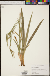 Carex striatula image