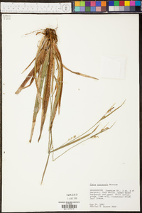 Carex striatula image