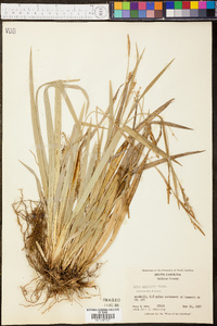 Carex striatula image