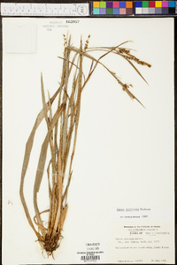 Carex striatula image