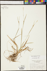 Carex striatula image