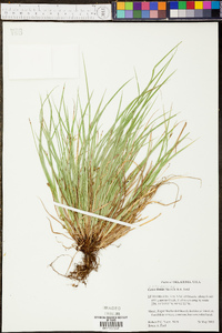 Carex timida image