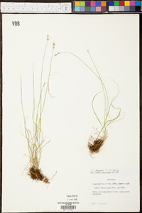 Carex texensis image