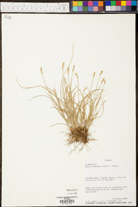 Carex texensis image