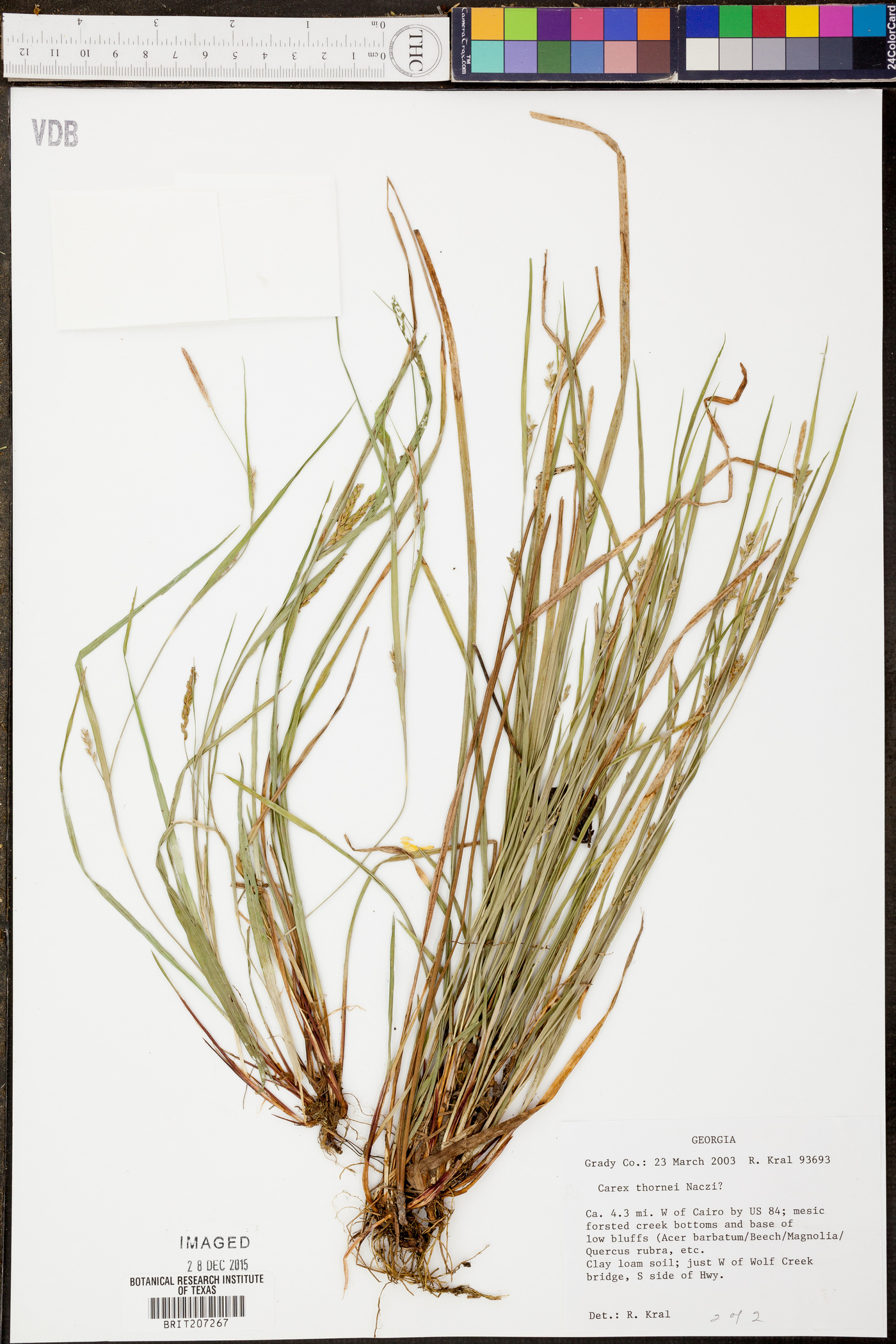 Carex thornei image